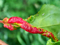 Dysaphis devecta gall